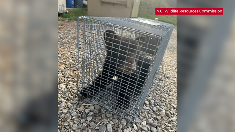 Courtesy: N.C. Wildlife Resources Commission