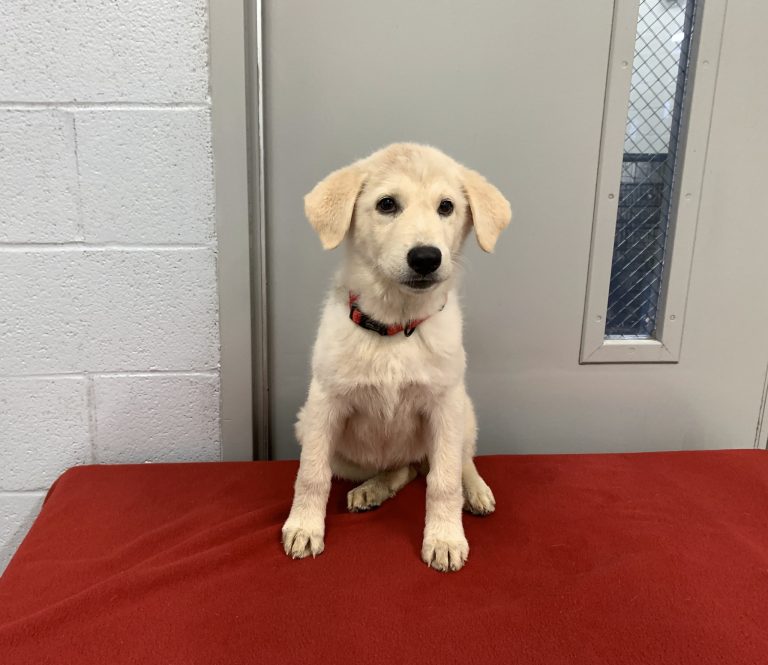 Animal shelter hits capacity, adoption fees waived for limited time