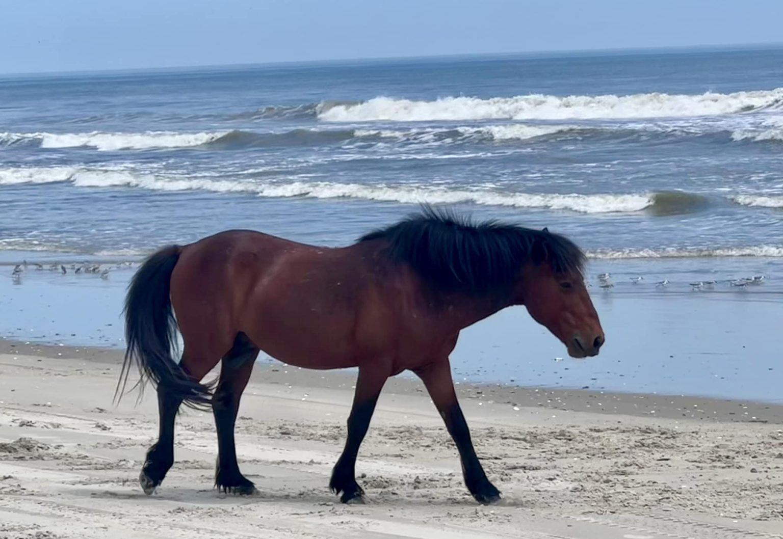 Wild horse in Corolla euthanized after being hit by car on beach ...