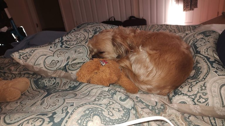 Dog stolen from car in Kickback Jack’s parking lot