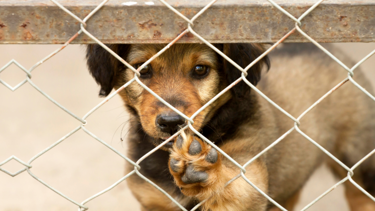 Moore County animal shelter temporarily halts intakes amid overcrowding